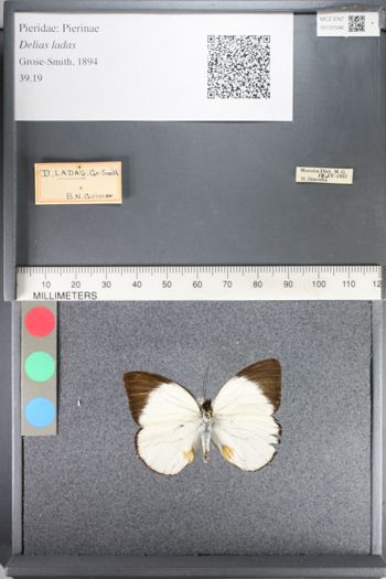 Media type: image;   Entomology 131546